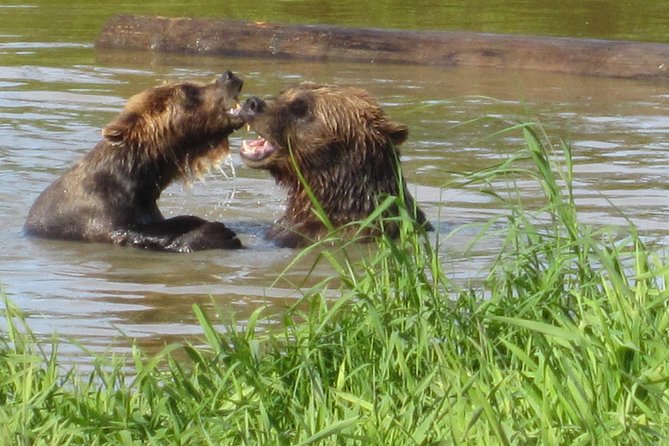 Wildlife and Glaciers with a walk in the Rainforest - Why this half-day trip works from Anchorage