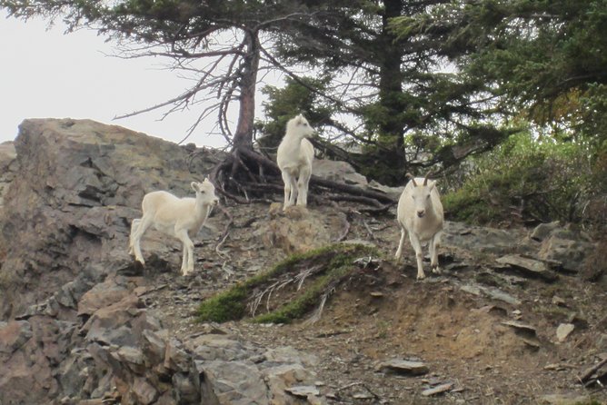 Wildlife and Glaciers with a walk in the Rainforest - Portage Valley, glaciers, waterfalls, and the short forest walk
