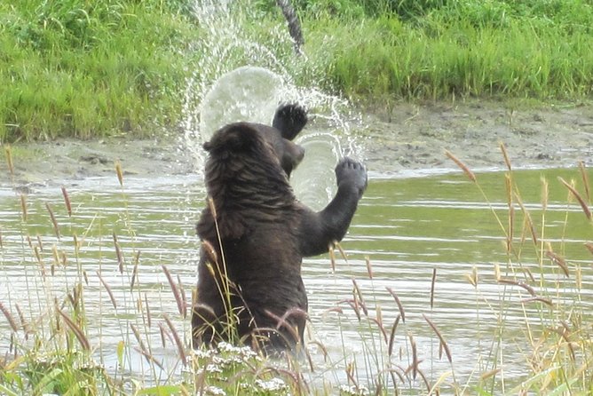Wildlife and Glaciers with a walk in the Rainforest - What changes in winter