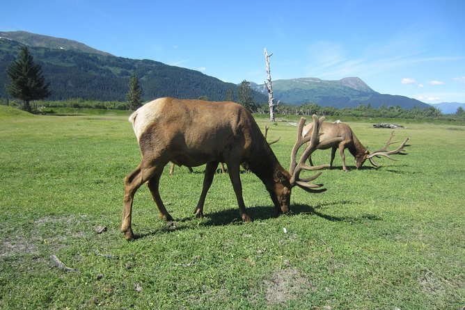 Wildlife and Glaciers with a walk in the Rainforest - Wildlife promises, and what they really mean