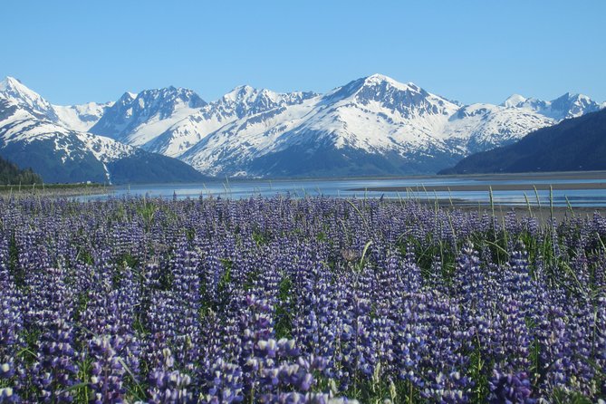 Wildlife and Glaciers with a walk in the Rainforest - Following Turnagain Arm to Beluga Point