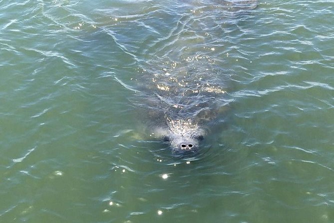 Wildlife Tour of Indian River Lagoon with Experienced Captain - Setting out from New Smyrna Beach