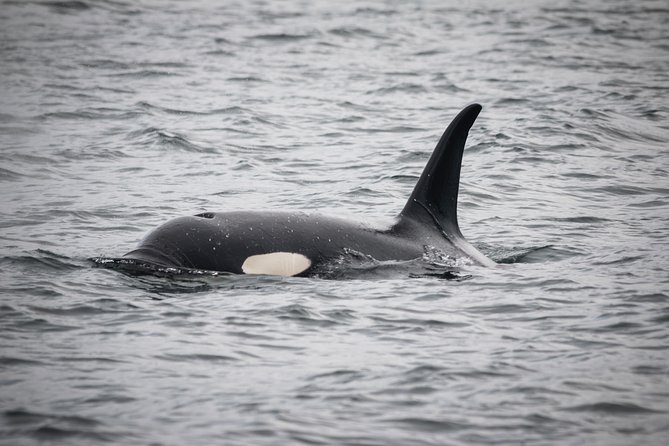 Wildlife Viewing, Sightseeing and Whale Watching Quest - Whale watching in the Tongass Narrows