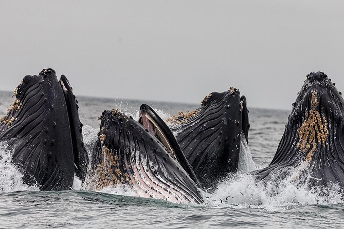 Wildlife Viewing, Sightseeing and Whale Watching Quest - Revillagigedo Island and the rainforest shore