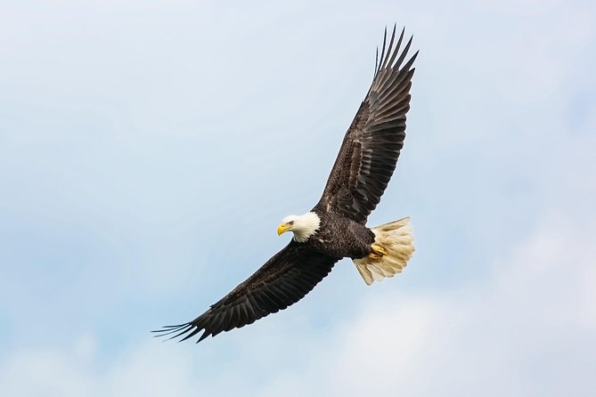 Wildlife Viewing, Sightseeing and Whale Watching Quest - What the boat feels like in real weather