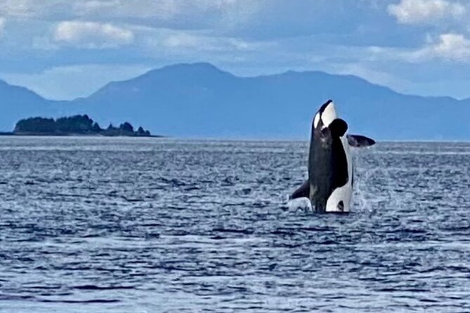 Wildlife Viewing, Sightseeing and Whale Watching Quest - How good is the wildlife action?