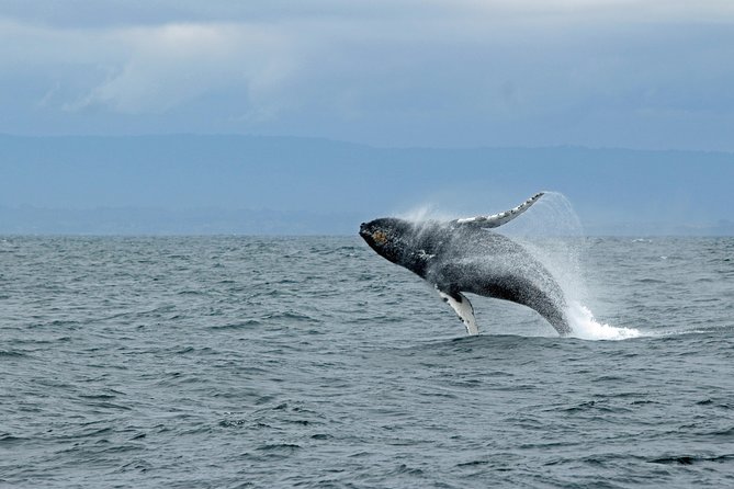 Wildlife Viewing, Sightseeing and Whale Watching Quest - Leaving from Thomas Basin