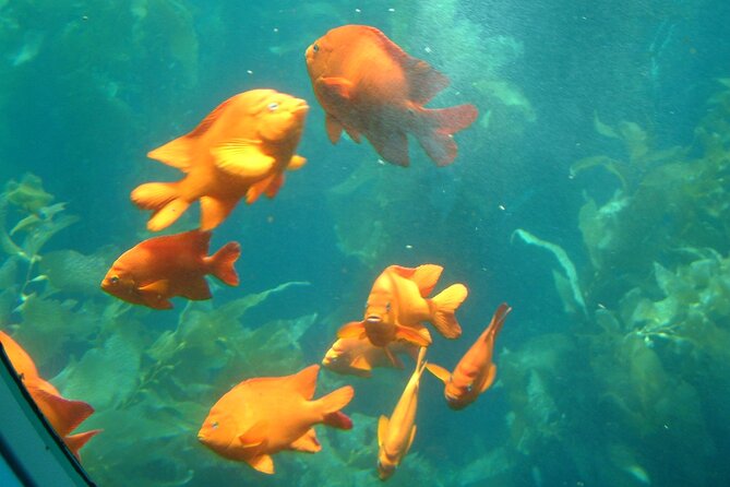 Yellow Semi-Submarine Tour of Catalina Island From Avalon - Window views, seating, and what you will actually see