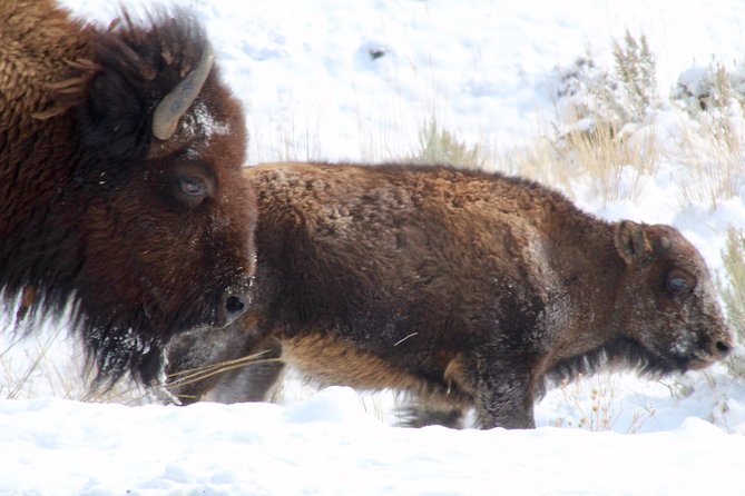 Yellowstone Lower Loop Full-Day Tour - Grand Prismatic Spring from the boardwalk or overlook