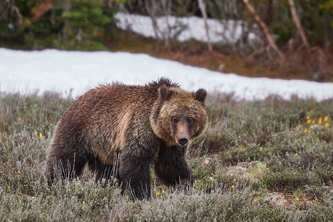 Yellowstone Lower Loop Full-Day Tour - Leaving Jackson at 7:30 a.m.