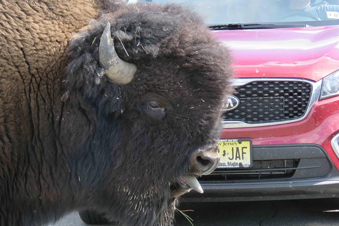 Yellowstone National Park - Full-Day Lower Loop Tour from Jackson - Old Faithful, Yellowstone’s essential first stop