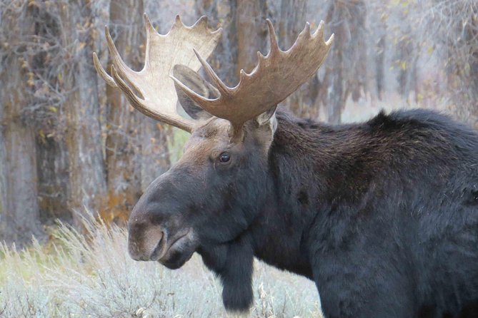 Yellowstone National Park - Full-Day Lower Loop Tour from Jackson - Hayden Valley and the best chance for animals
