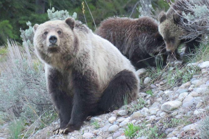 Yellowstone National Park - Full-Day Lower Loop Tour from Jackson - The 6:30 a.m. start and the ride north