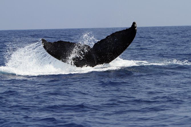 Zodiac Raft Whale Watching Adventure - Whale watching with a captain who also teaches