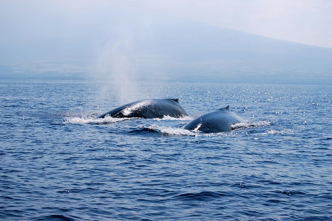 Zodiac Raft Whale Watching Adventure - Spinner dolphins, turtles, manta rays, and surprise sightings