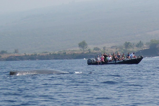 Zodiac Raft Whale Watching Adventure - Is $113.82 a fair price?