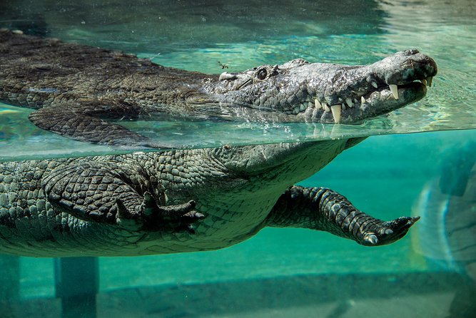 Zoo Miami Ticket with Optional Upgrade - Food, drinks, and the optional upgrade